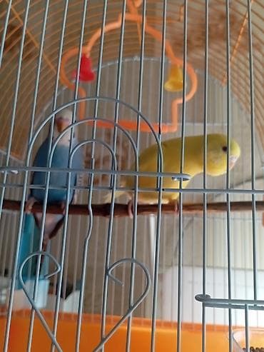 qus adlari: Dalğalı tutuquşular cütü və qəfəs dəsti Məhsulun tərkibi: - 2 ədəd — 4