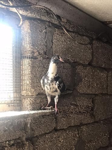 goyerçin: Salam Drakon satilir . Ata baladi . 2 si 30 manat tek goturen olsa ata — 4