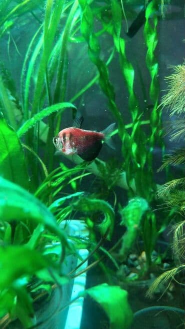 dib balıqları: Quppi, Sülhsevər — 5