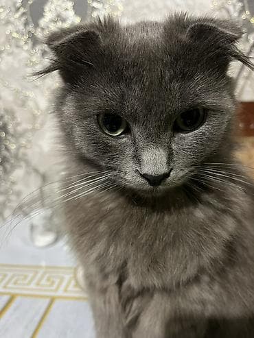 Pişiklər: Şotland yastı qulaq, Erkək — 2