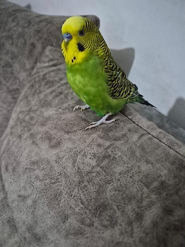 avçarka bala: Məhsul: Dalmatian naxışlı yaşıl-sarı büdcərigar (dalmatin/quşcığaz – — 1