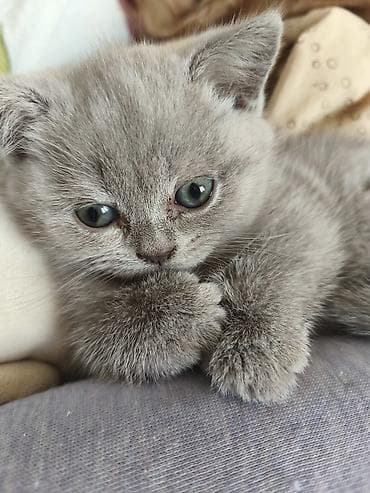 heyvan geyimleri: Şotland, Dişi — 2