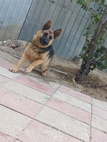 ov iti satilir: Alman çoban iti, Erkek — 1