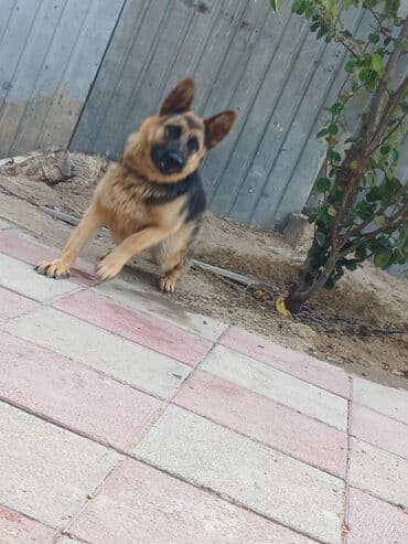 Daraq panellər: Alman çoban iti — 1