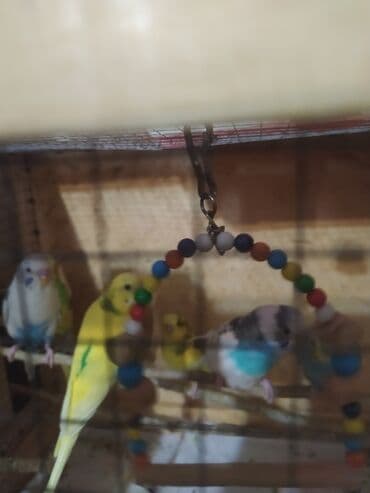 Tutuquşular müxtəlif rənglərdə mövcuddur və ev heyvanı kimi saxlamaq