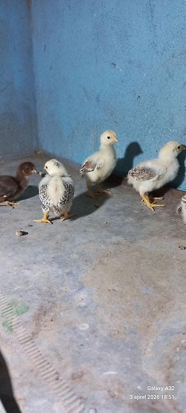 kənt cucəsi: Toyuq, Damazlıq — 5