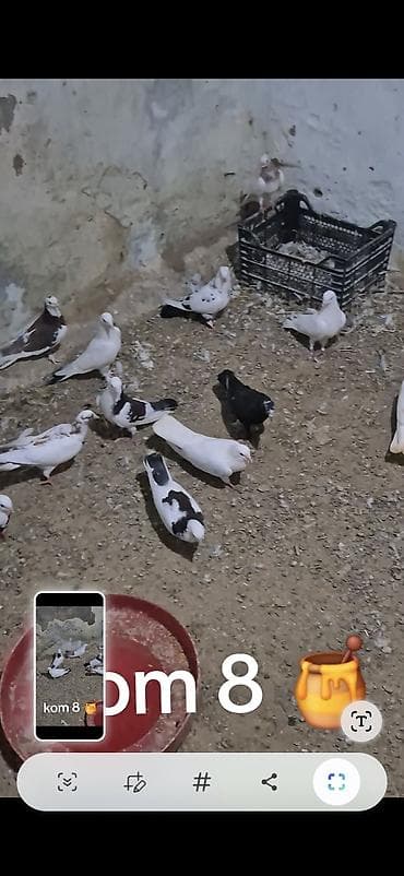 Птицы: Salam olsun hər kəsə 15 dənə tutulmadı kom sonu 8 manatdan Hövsanda — 6