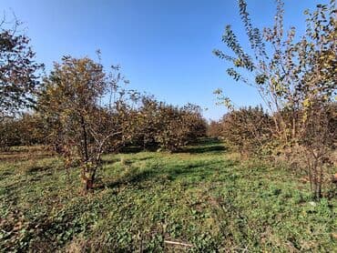 xacmazda satilan heyet evleri: 30 sot, Kənd təsərrüfatı — 4