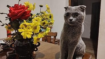 ev iti ucuz: Şotland yastı qulaq, Yaxşı əllərə — 6