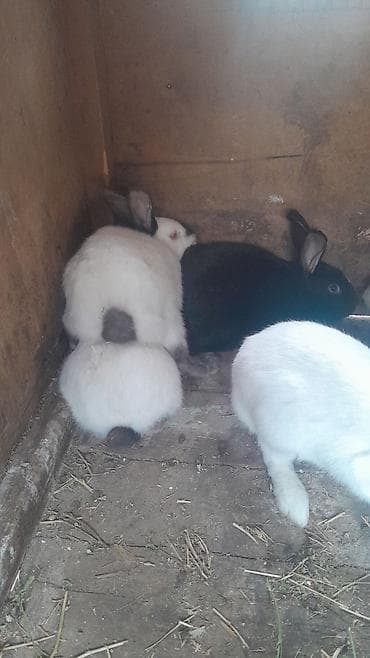 pulsuz heyvanlar verilir: Safqan dovşanlar – ət və damazlıq üçün Məhsul təsviri: - — 2