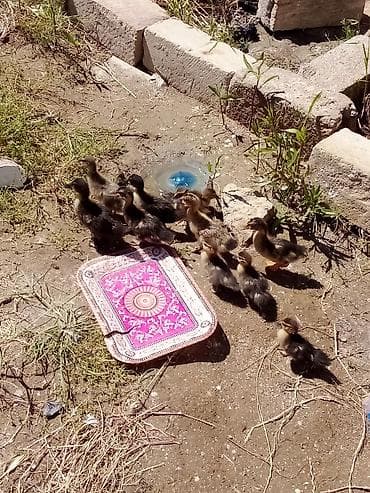 5 lal ordekdi 6 ədəd qariwigdi. ciddi alıcıya çatdırılma edərəm
