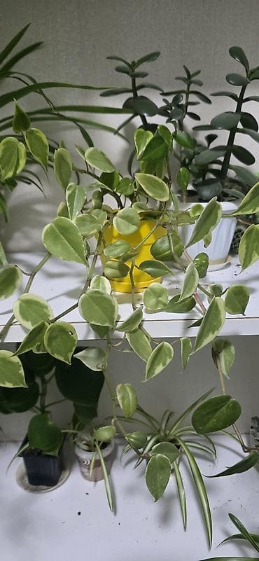 begonvil gulu: Ev gulleri satiram.Unvan kohne gunesli.Catdirilma metro — 10