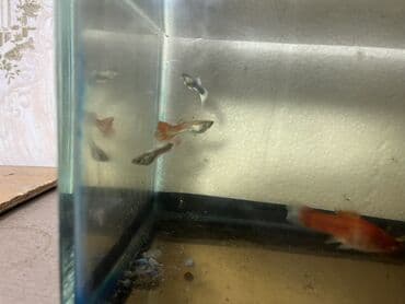 glofish balığı: Sülhsevər — 9