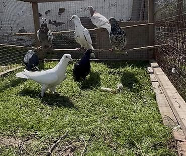 Попугаи: Goyercinler satilir — 7