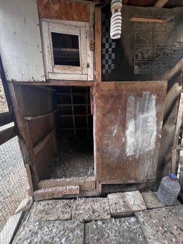 göyərçin yuvaları: Satılır: Taxta konstruksiyalı quşxana/güvercinxana - Material: ağac — 4