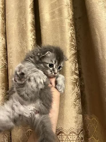 pişik yuvası: Boz rəngli, uzun tüklü balaca pişik balası - Cins: Ev pişiyi (uzun — 2