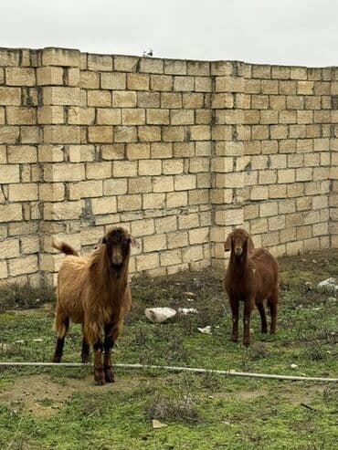 Куры: Qırmızı-qəhvəyi rəngdə iki baş keçi - Növ: Yerli ətlik/südlük keçi - — 2