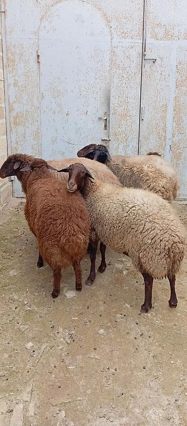 Dana, buzov: Salam ünvan Bakıin maştağa kendi obşi 6 baş heyvanlar 5 baş boğaz — 1