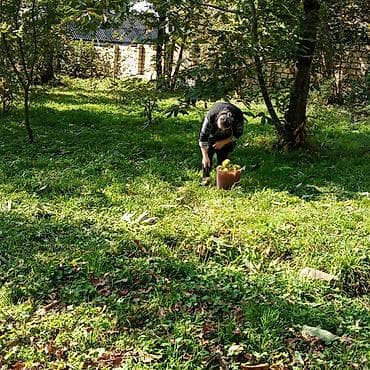 seyf qapilar ve darvazalar: Meyvə bağ sahəsi - Geniş, yaşıl ərazi: müxtəlif meyvə ağacları ilə — 5