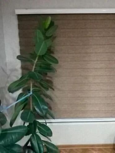 Lincoln: Fikus bitkiləri satılır . Həmişəyaşıldır . Otaqların ofislərin — 10