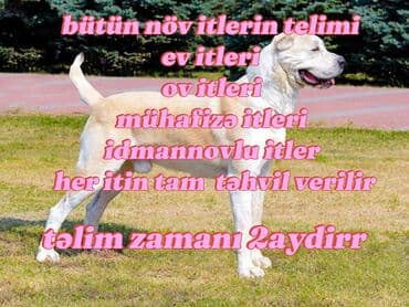 Xidmət: İt Təlimi - Bütün növ itlərin peşəkar təlimi - Ev itləri, ov