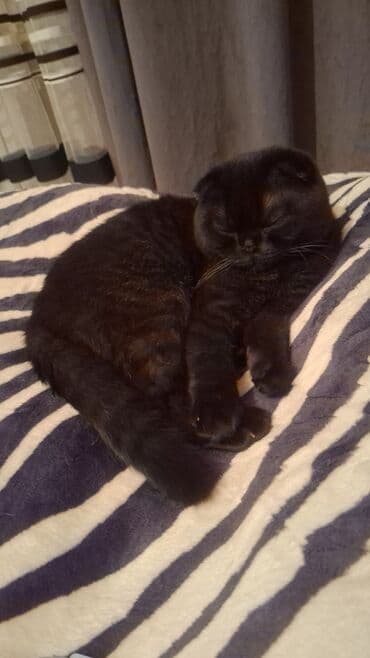 вислоухие коты серые: Шотладская вислоухая — 1