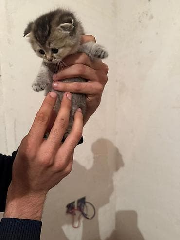 Şotland yastı qulaq — 4