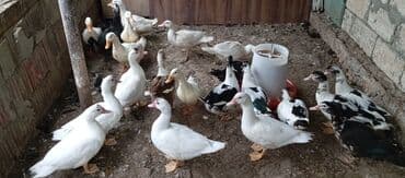 lal ördək balasi: Satılır kim istəsə zakaz edə bilər.Ünvan Biləsuvar — 9