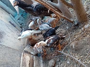 Toyuq, Damazlıq, Ünvandan götürmə