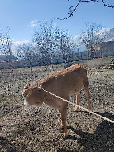 Digər heyvanlar: Erkək balalı.İnək satılır.Beşinci balasıdı. 10 litr süd verir.Balası — 6