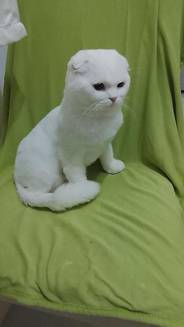 sotland pisiyi haqqinda: Şotland, Erkək — 2