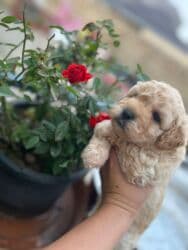 tuklu itlerin qiymeti: 1 ay, Erkek — 2