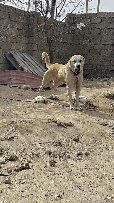 pitbull itlər: Qurdbasar, 2 il, Erkek — 3