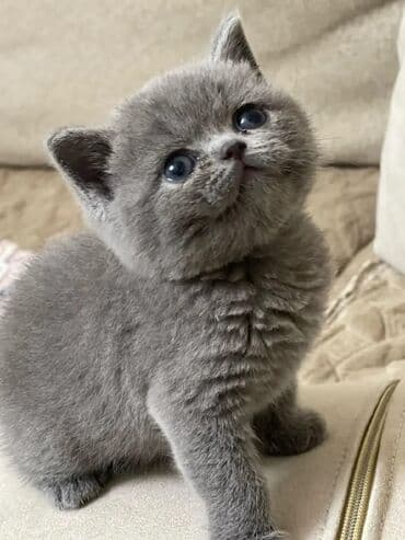 şotlan pişik: Şotland yastı qulaq, Erkək, Dişi, Yaxşı əllərə, Ünvandan götürmə, Pulsuz çatdırılma, Ödənişli çatdırılma — 46