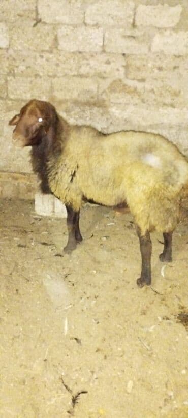 cins ineklerin qiymeti: Temiz qala cinsi sürüye yarayan erkeydi sürü heyvanidi qiymet 730 — 2