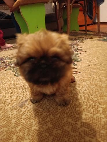 Pekines