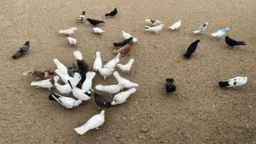 ucuz goyərcin: Müxtəlif rəngli göyərçinlər – dekorativ və uçuş üçün - Rəng çeşidi — 2