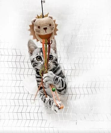 Enerji yığaraq işləyən yeriyən sıçan oyuncağı 7.5₼. Digər oyuncaq 6₼