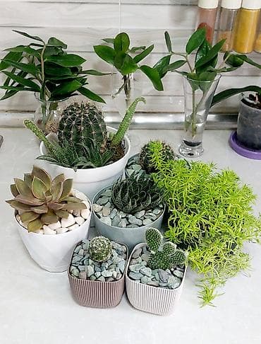 Buket güllər: Qırmızı rəngli plastik qabda olan dekorativ Begoniya bitkisi. Bu bitki — 6