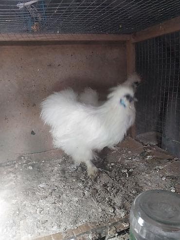 Heyvanlar üçün mallar: Toyuq, Damazlıq — 2