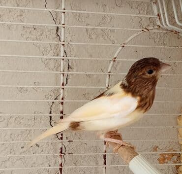 tutu quşu: Qiyməti 50 manat erkəkdi — 2