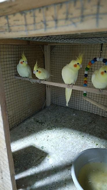 heyvan sahibləndirmə: Korella tək tək 60 Azn təmiz lutino qirmizi göz cut 100 Azn — 2