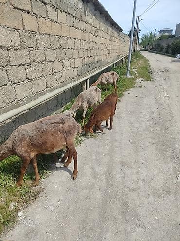 qoyun qiymətləri: Uc ana uc. balla bir ana bir balla qiymet. 350 m cavan qoyunlardi — 6