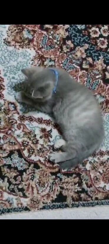 bala pişik adları: Boz rəngli balaca pişik balası - Cins: ev pişiyi (boz, təkrəng və — 2