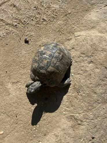 dovşan velikan: Quru tısbağa – bağ üçün sakit, baxımı asan ev heyvanı - Növ: quru — 2