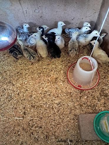 Hinduşka cücələri, Damazlıq