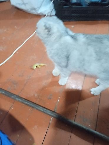Şotland yastı qulaq