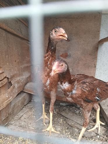 su qabi satisi: Salam.Temiz Turk fereleri.qiymet cutune aiddi qiymet sondur Allah — 4