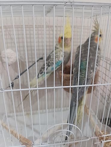 Nimfalar (Cockatiel) cütü – qəfəs və aksesuarlarla - Növ: Nimfa