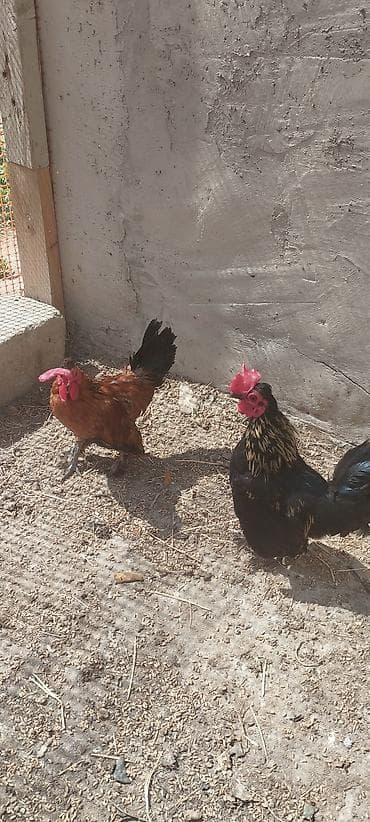 beca xoruz: Ünvan:Yaşıldərə Yaşayış Massivi Sumqayıt Bu qiymətə əla — 4